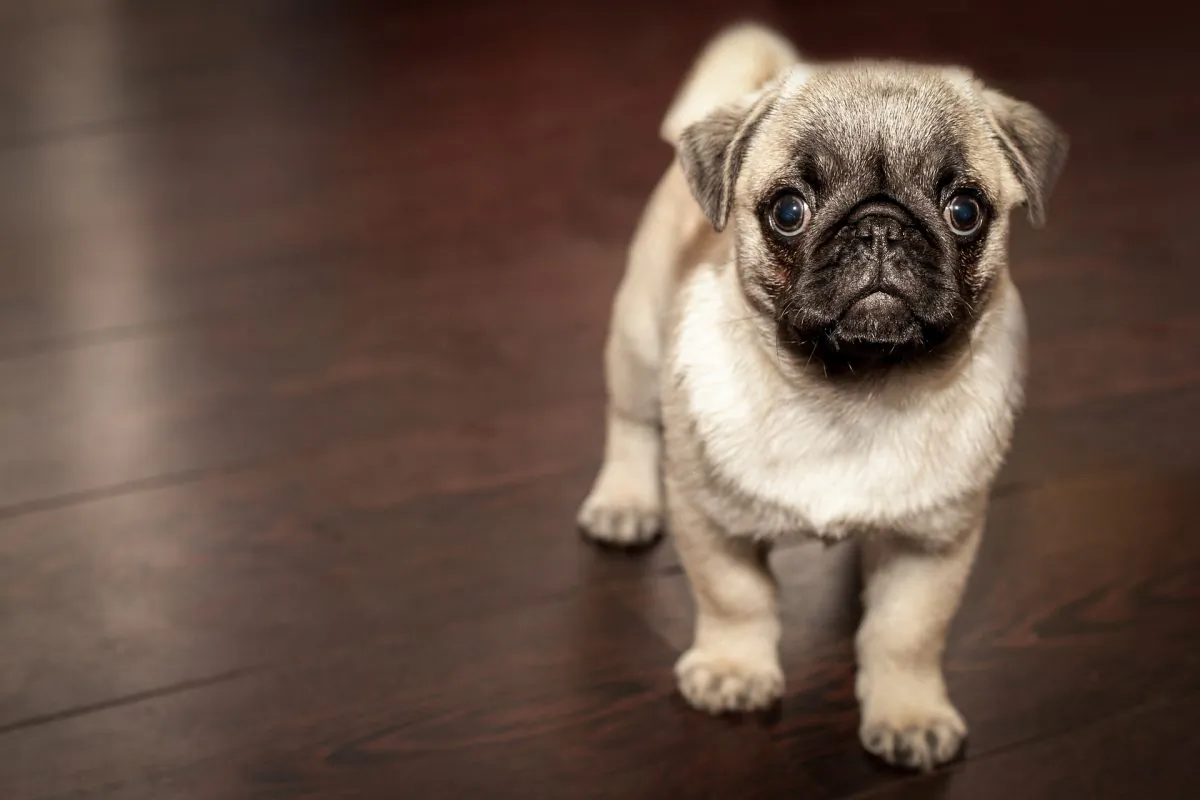 A young pug. Year-old pugs can fetch up to $2,237 in Germany. (Pixabay)