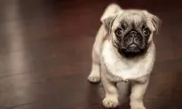California Family Finds Craigslist Ad Listing Their Missing Dog for Sale