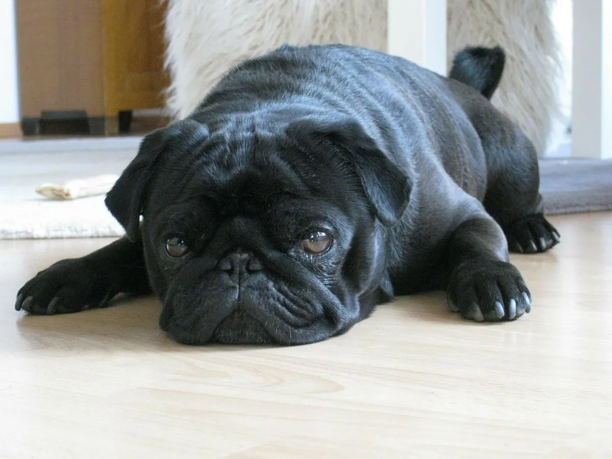 A black pug rests on the floor. (Pixabay)