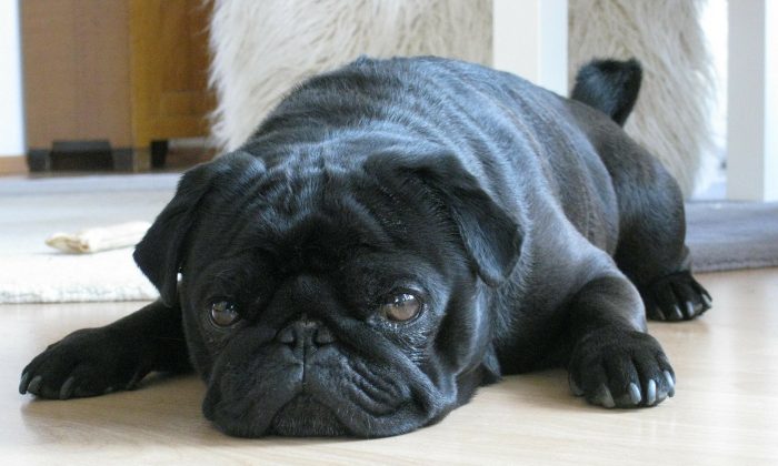 A black pug rests on the floor. (Pixabay)