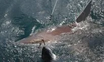 Florida Man Pleads Guilty in Shark-Dragging Video Case