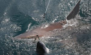 Florida Man Pleads Guilty in Shark-Dragging Video Case