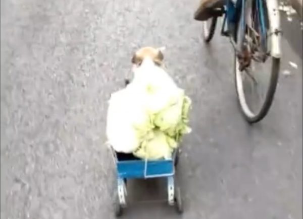 Dog responsibility