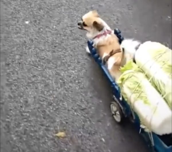 Dog responsibility