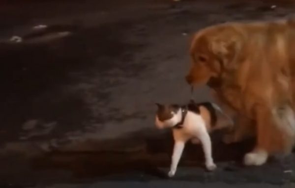 Dog responsibility