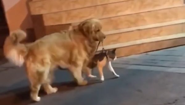 Dog responsibility