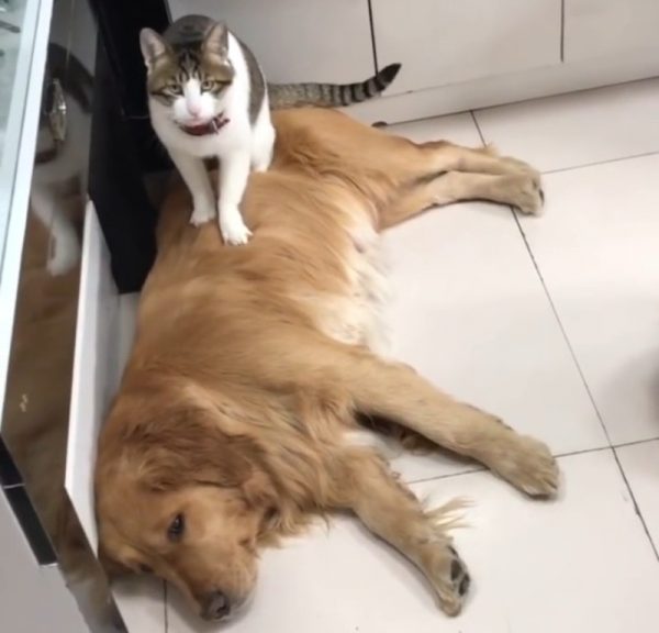 Dog responsibility