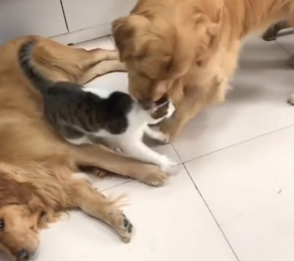 Dog responsibility
