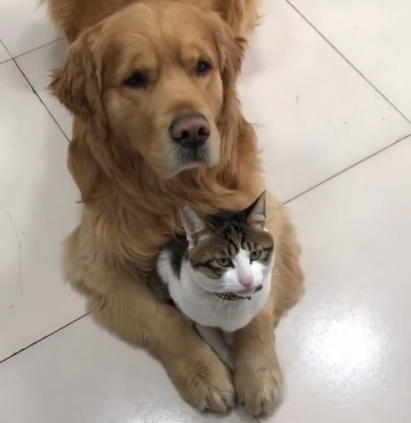 Dog responsibility