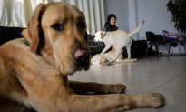Dogs on Social Media ‘Take Responsibility’ With Little Bits of Help