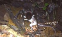 Scientists Record Massive Tarantula Dragging Opossum Through Jungle