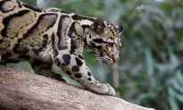 Extinct’ Taiwanese Leopard Spotted By Villagers for 1st Time Since Disappearing in 1983