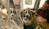 Dog Travels 3,000 Miles to Reunite with British Army Veteran Who Saved Her in War-Torn Syria