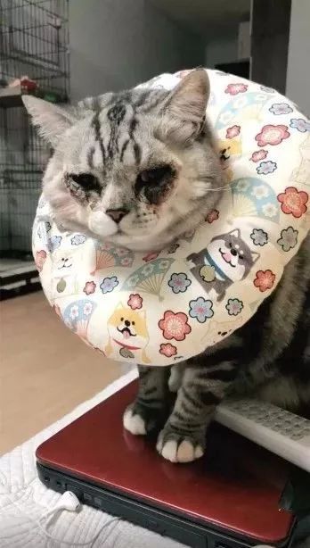 Cat eye surgery