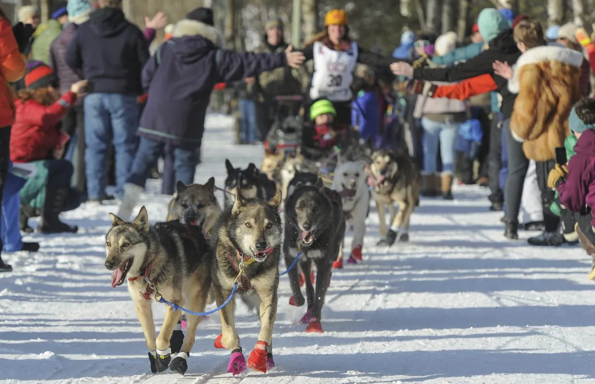 Rookie Victoria Hardwick's team leads the way through cheering fans during the ceremonial start of the Iditarod Trail Sled Dog Race in Anchorage, Alaska, on March 2, 2019. (Michael Dinneen/AP)
