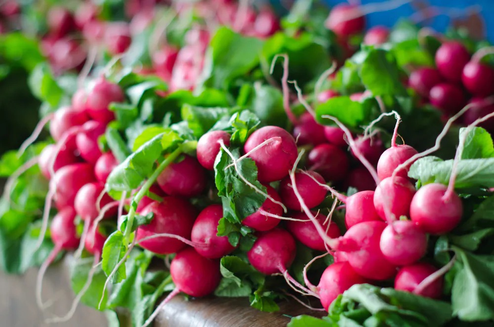 Radishes. (Shutterstock)