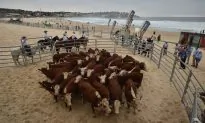 Australia Boosts Biosecurity to Halt Foot and Mouth Disease