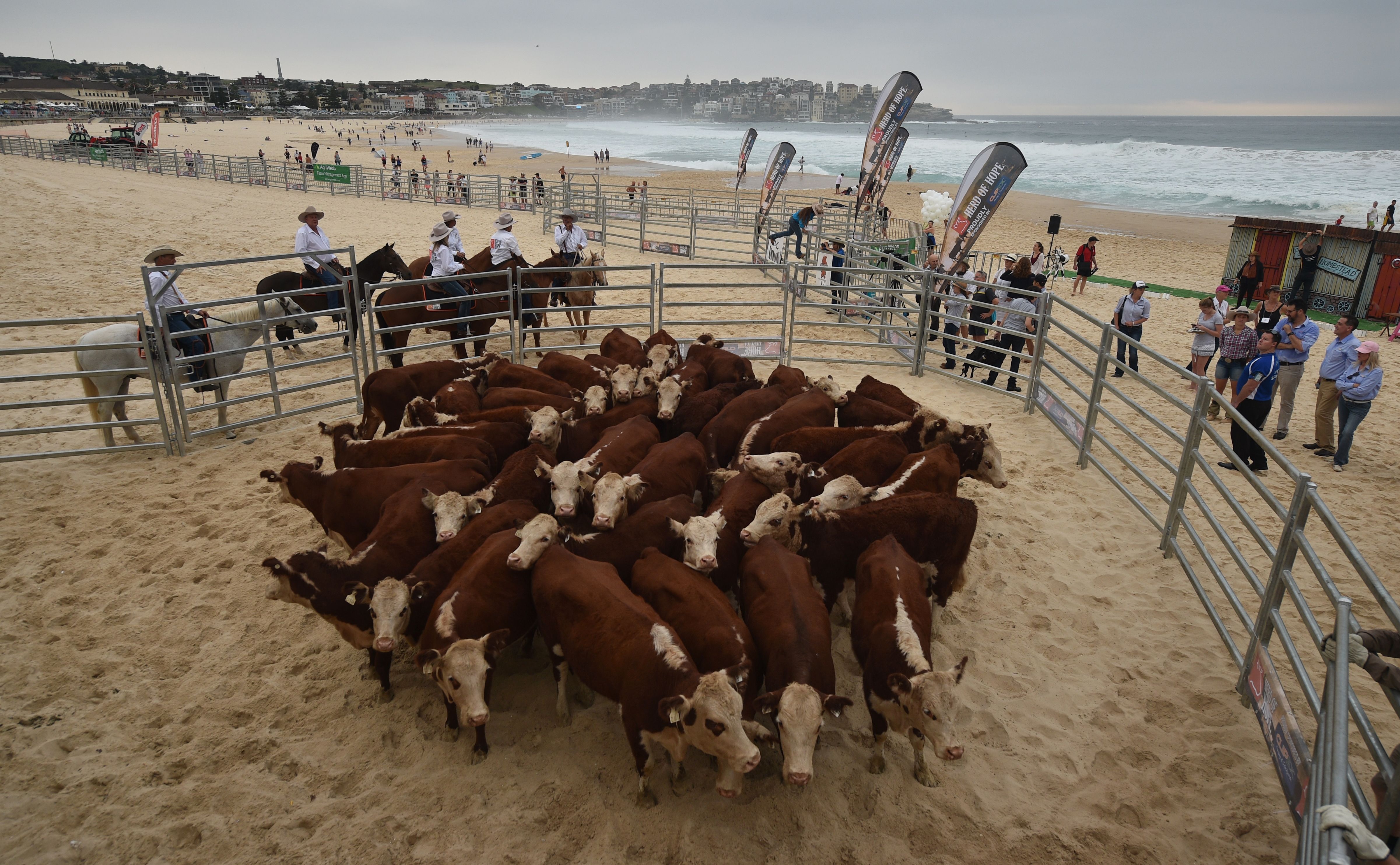 Cows gather together after being released from a cattle truck onto Bondi