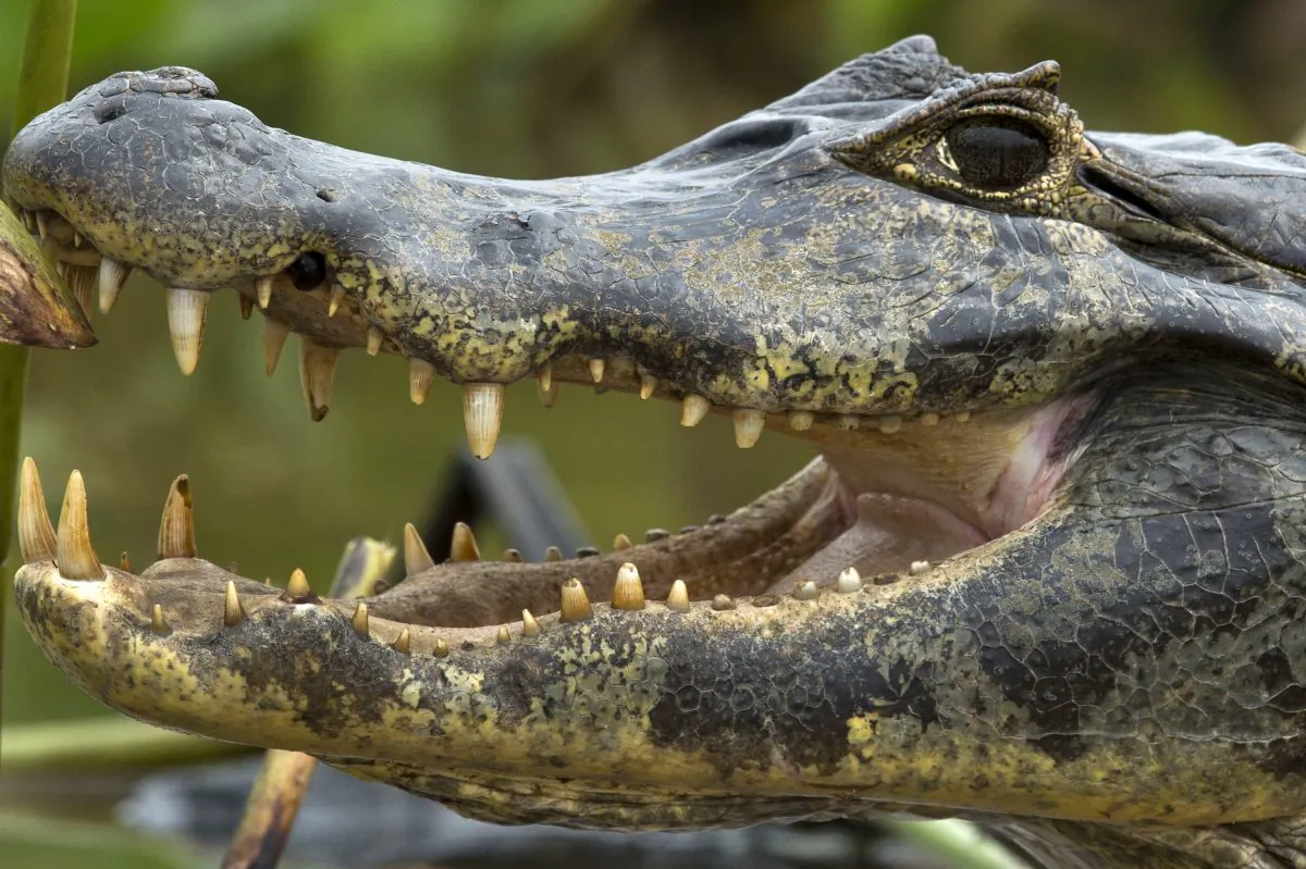 A caiman (Caiman yacare) rests on one of the banks of the Paraguay River, in Cáceres, Brazil, the gateway to the Pantanal, on Aug. 26, 2014. (Nelson Almeida/AFP/Getty Images)