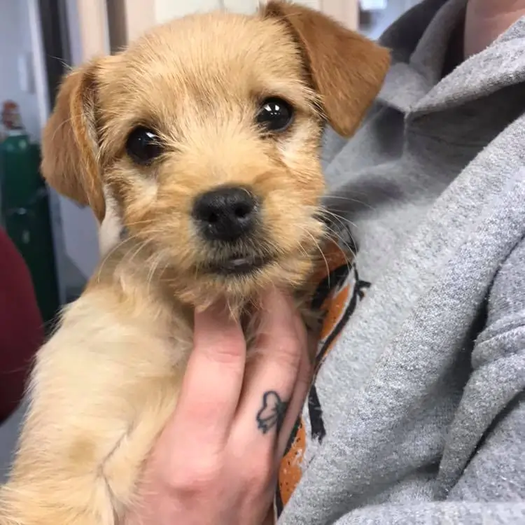 This little six-pound puppy died after he ate nearly 50 short ribs, says the animal shelter Sacramento SPCA on March 3, 2019. (Sacramento SPCA)