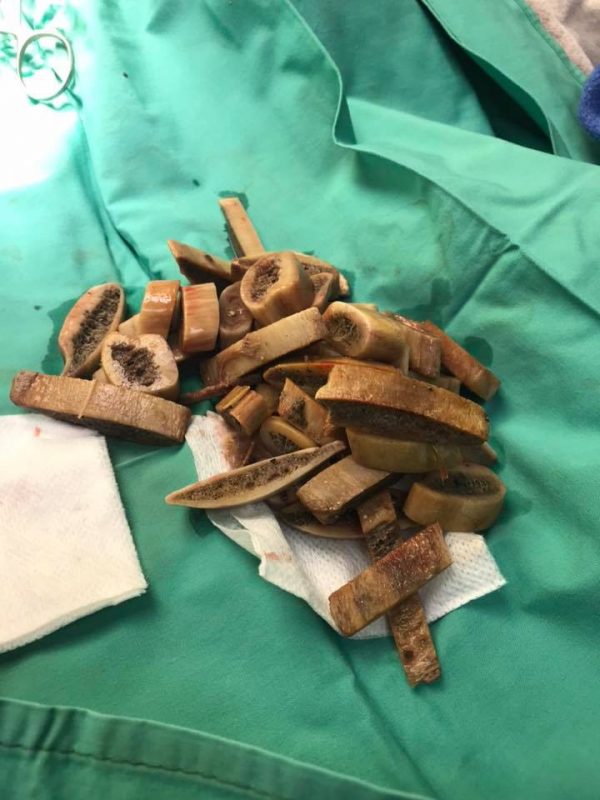 The puppy underwent emergency surgery at the Sacramento SPCA where nearly 50 ingested ribs were removed. (Sacramento SPCA)