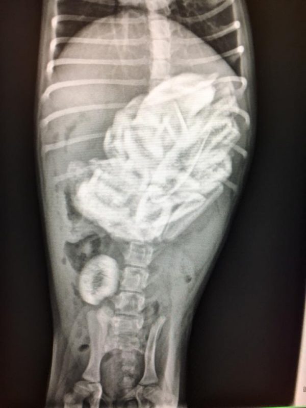 An x-ray shows the ribs inside the puppy