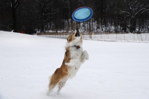 A dog named Jelly leaps for a frisbee while playing in Brooklyn's Prospect Park