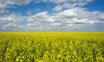 China Blocks Canola Shipments From Canada’s Richardson Amid Diplomatic Row