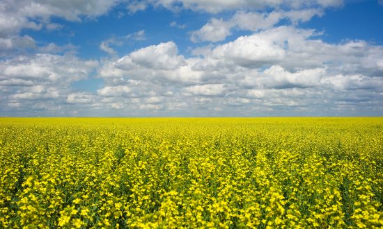 China Blocks Canola Shipments From Canada’s Richardson Amid Diplomatic Row
