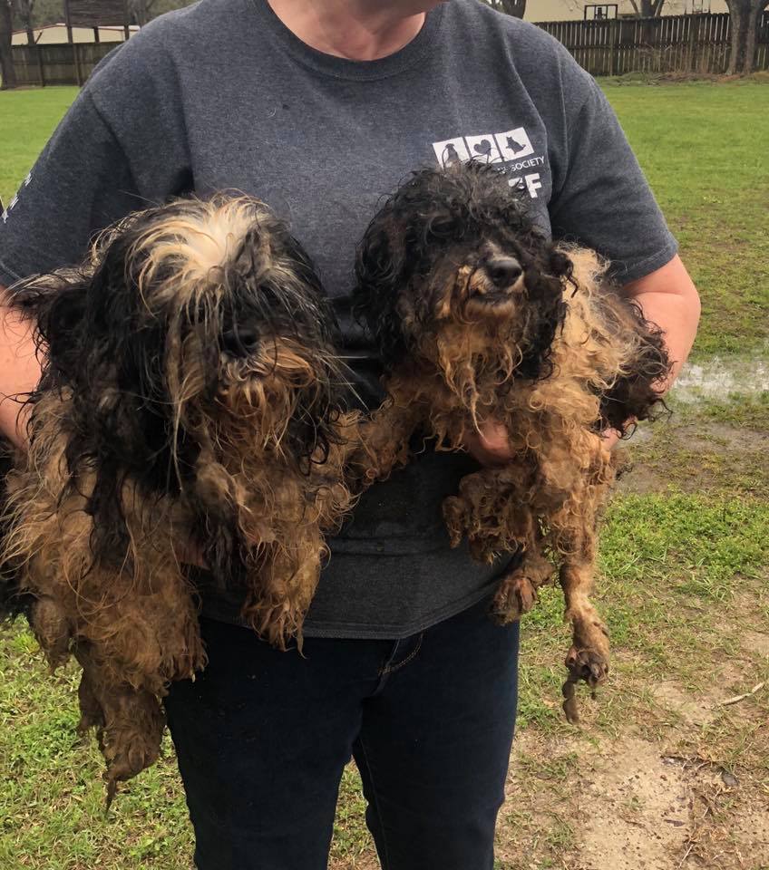 dogs rescued