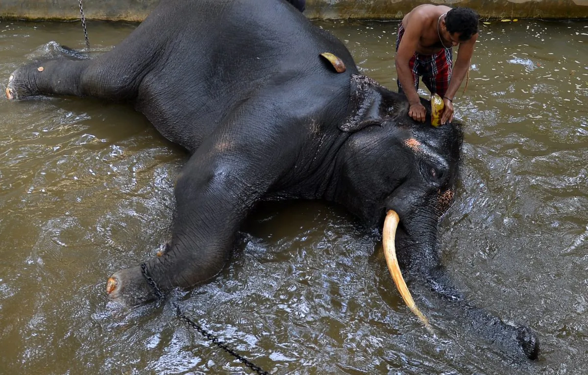 A mahout washes an elephant in Colombo, Sri Lanka, on Aug. 9, 2018. (Lakruwan WanniarachiI/AFP/Getty Images)