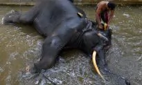 Elephant Sits on Handler, Crushing Him to Death