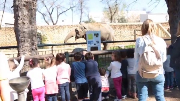 Flavia the elephant in her enclosure
