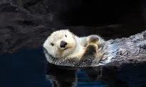 VIDEO: California Aquarium Sea Otter Celebrates 22nd Birthday, Breaks World Record