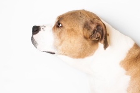 A shelter dog