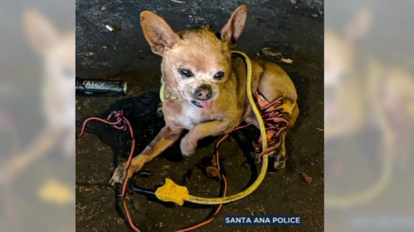 max the injured Chihuahua