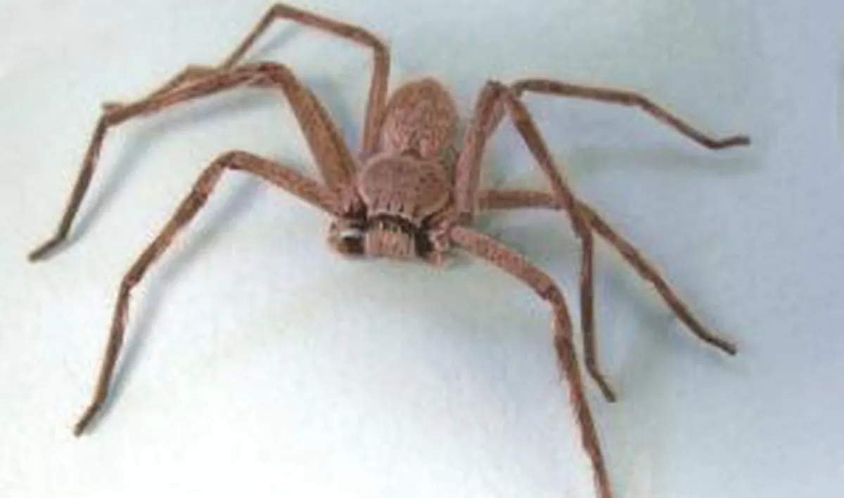 A huntsman spider (agric.wa.gov.au)
