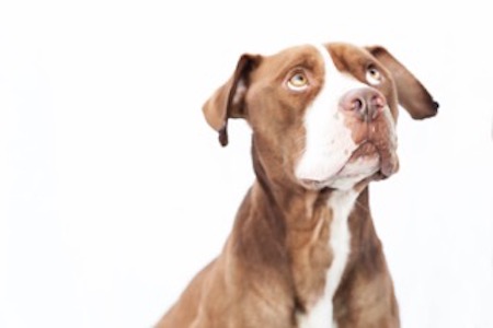 A dog in the series