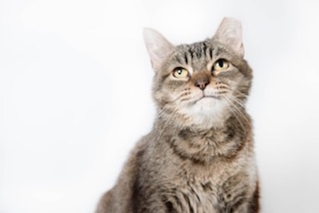A cat in the series