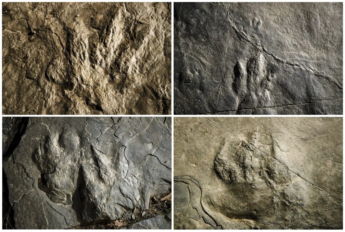 Fossilized dinosaur footprints and a non-dinosaur reptile, lower right. (Matt Rourke/AP Photo)