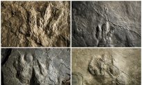 Dinosaur Tracks Make Fresh Impression at Valley Forge Park