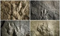 Dinosaur Tracks Make Fresh Impression at Valley Forge Park