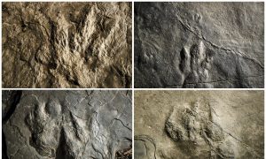 Dinosaur Tracks Make Fresh Impression at Valley Forge Park
