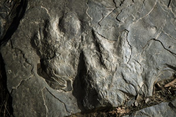 dinosaur footprints