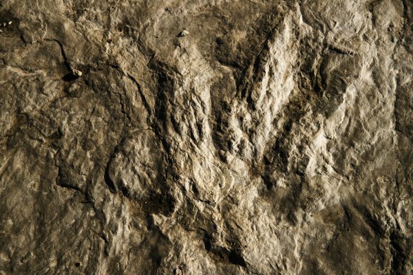 Dinosaur footprint