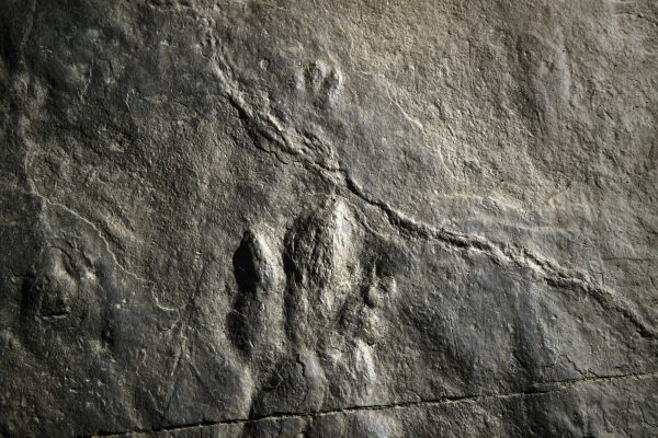 dinosaur footprint
