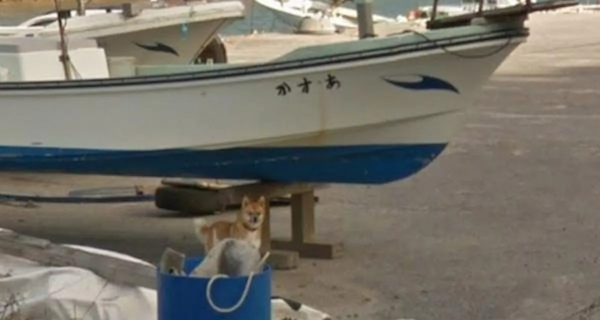 A Google Street View car apparently captured the moment an excited dog chased after it for a number of frames. (Google Street)