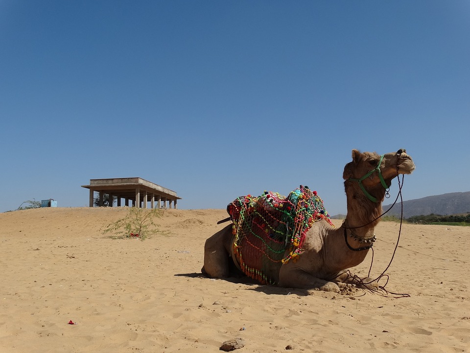 Indian camel