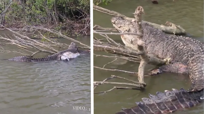 An iconic crocodile named Bismarck lies dead in a waterway in Cardwell, Australia. (RyanMoodyFishing.com via Storyful)
