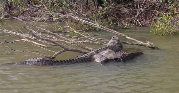 body of dead crocodile